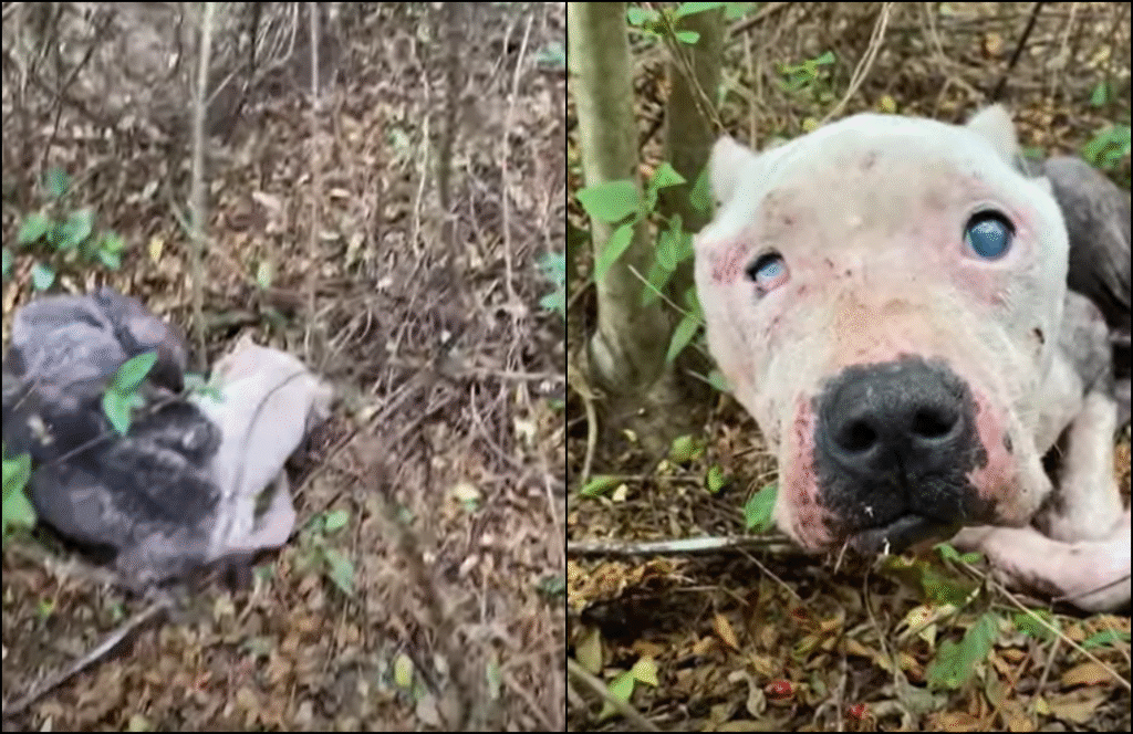 Blind Pittie Abandoned In Mississippi Forest is Rescued and Taken For Ice Cream - Doggodigest