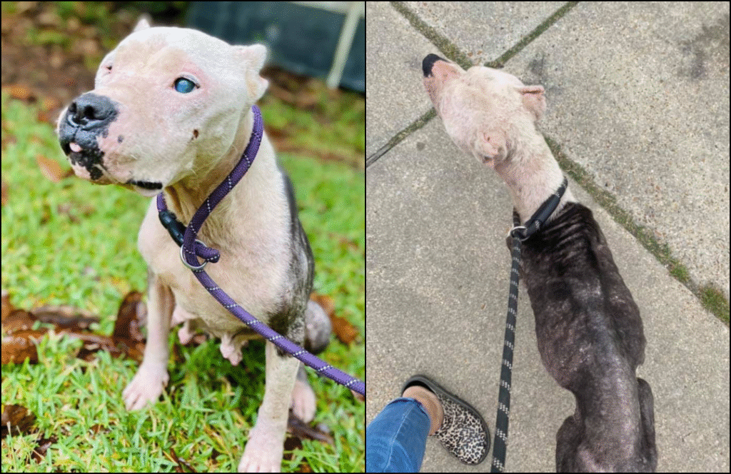 Blind Pittie Abandoned In Mississippi Forest is Rescued and Taken For Ice Cream - Doggodigest