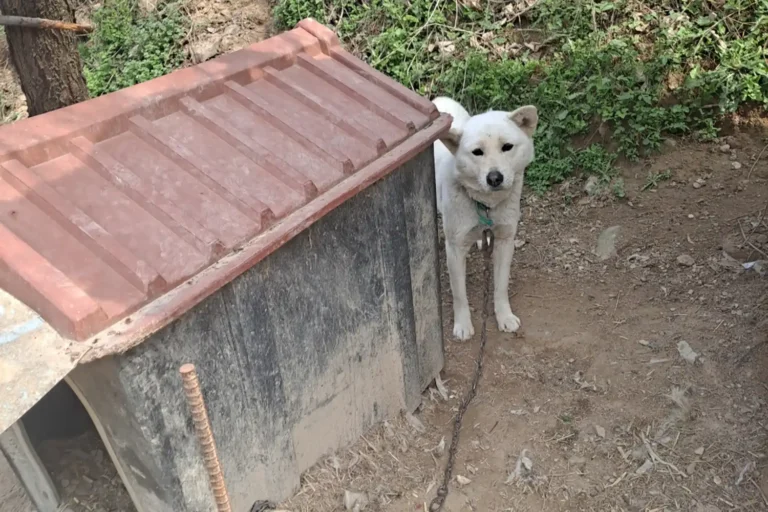 Rescued From A Meat Market, Dog Travels 5,000 Miles To Meet Her New Family