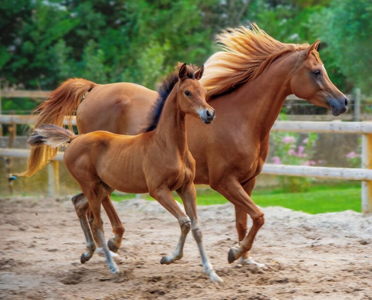 8 Facts about the Majestic Arabian Horse