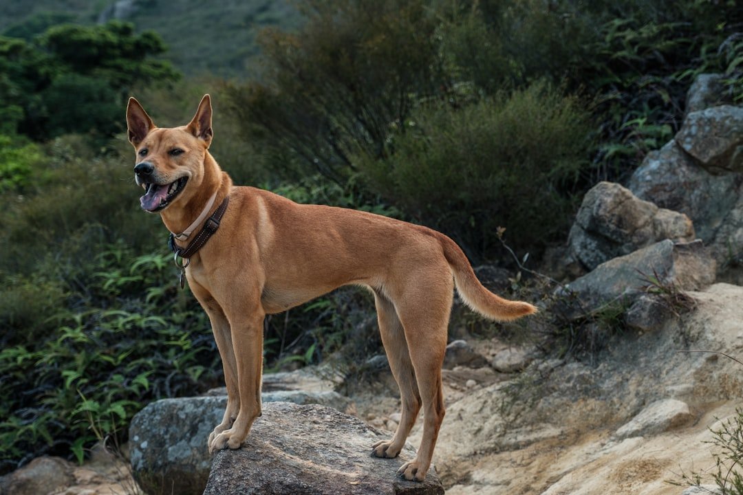 Aries Dogs: Bold Names for Natural Born Leaders (image credits: unsplash)