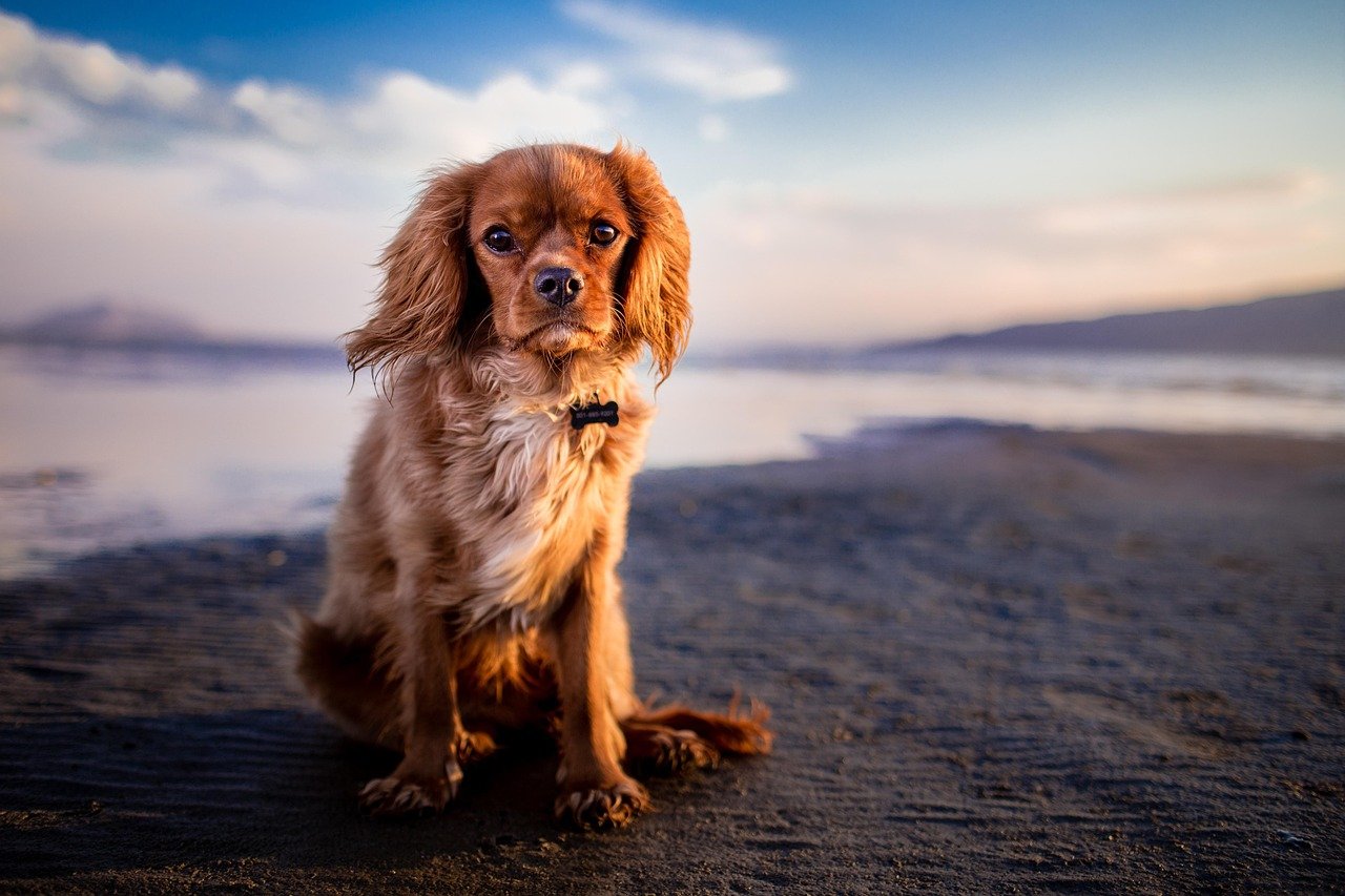 Virgo Dogs: Organized Names for Perfect Pups (image credits: pixabay)