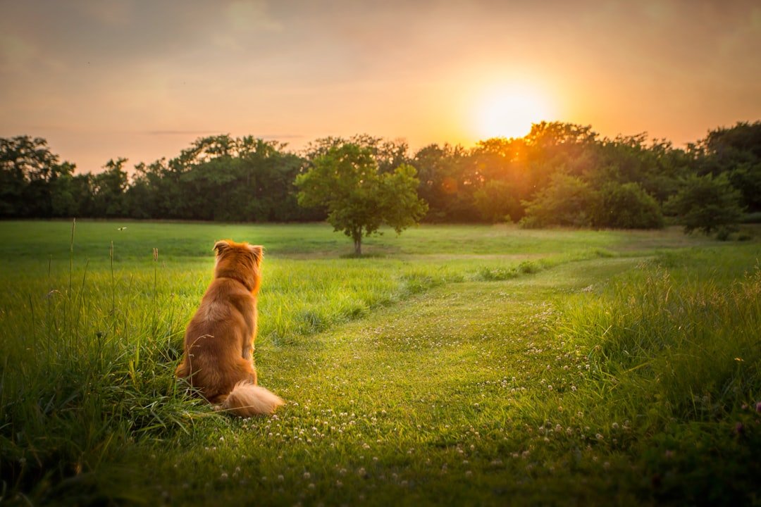 Libra Dogs: Harmonious Names for Peaceful Companions (image credits: unsplash)