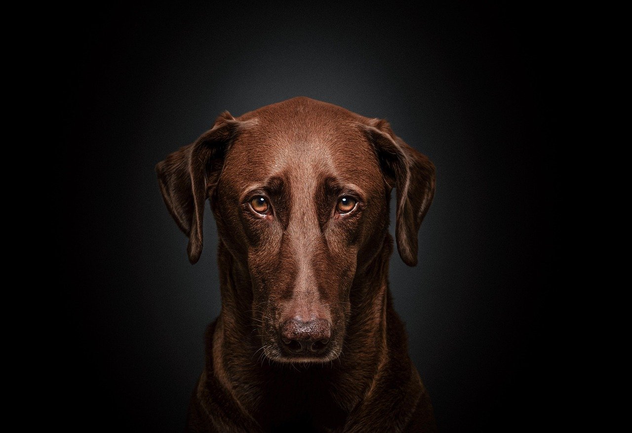 Scorpio Dogs: Intense Names for Mysterious Companions (image credits: pixabay)