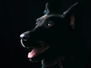 Conclusion: Finding Your Dog's Perfect Cosmic Match