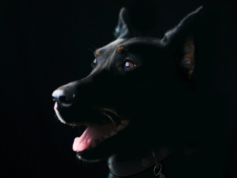 Conclusion: Finding Your Dog's Perfect Cosmic Match