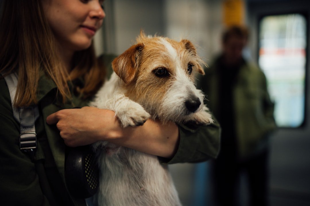 Jack Russell Terrier: Small Dog, Big Attitude (image credits: unsplash)