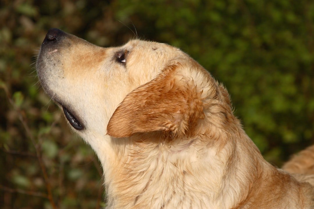 Golden Retriever - America's Beloved Golden Beauty (image credits: unsplash)