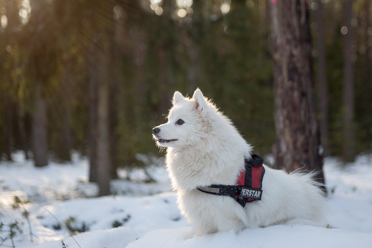 Samoyed - The Smiling Cloud from Siberia (image credits: pixabay)