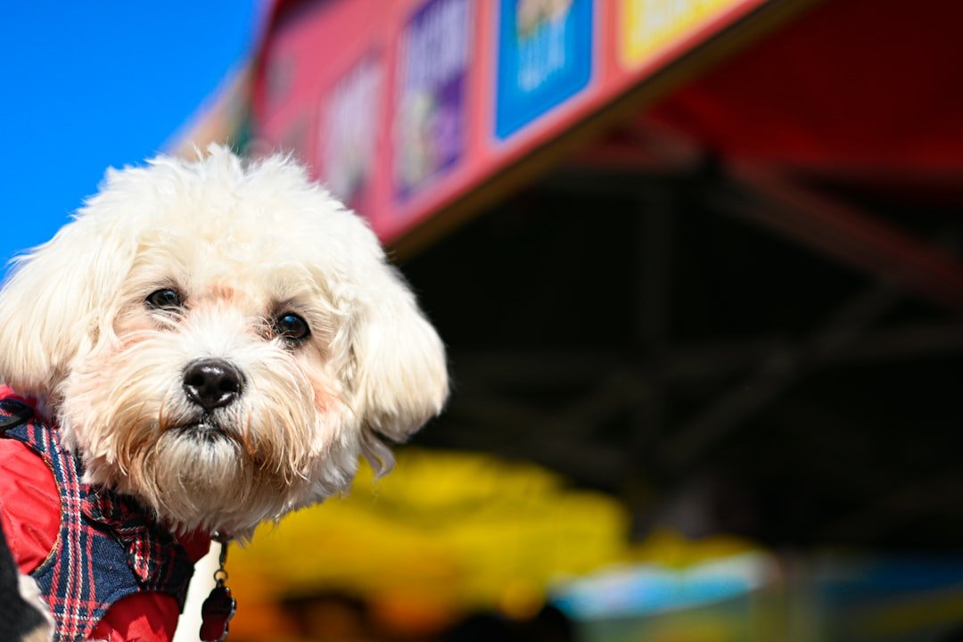 Poodle - The Aristocratic Elegance Champion (image credits: unsplash)