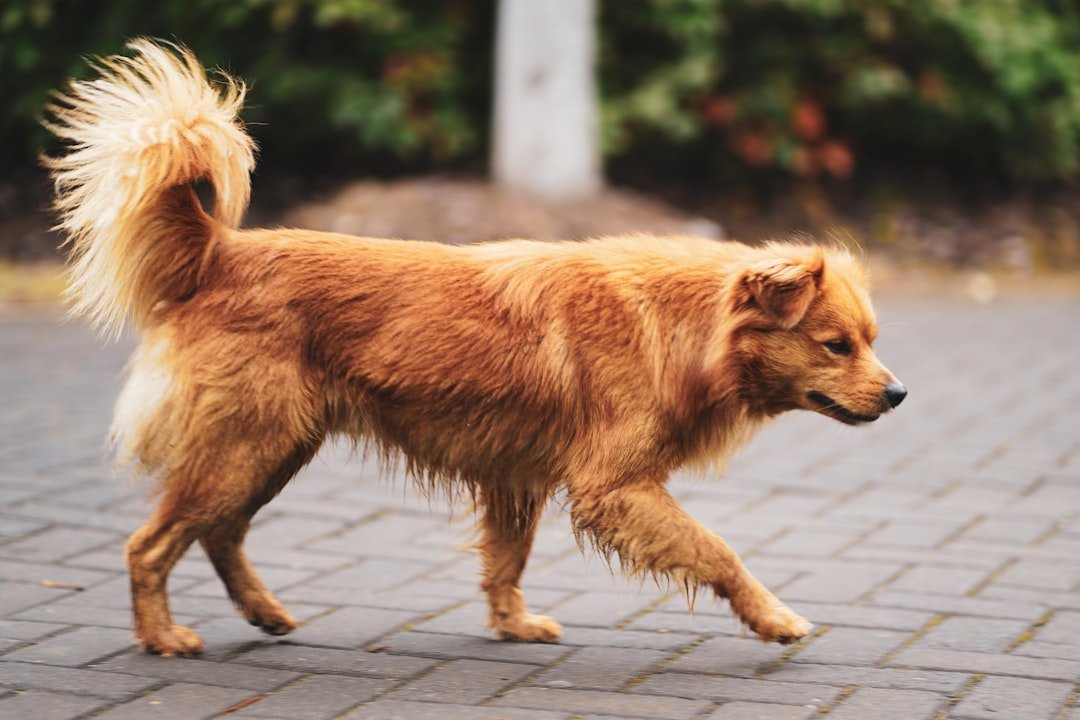 Earth Signs: Taurus, Virgo, and Capricorn Dogs (image credits: unsplash)