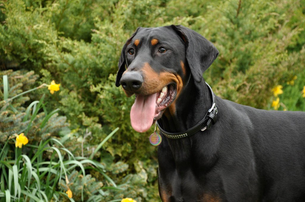 Earth Signs and Their Perfect Pup Partners (image credits: flickr)