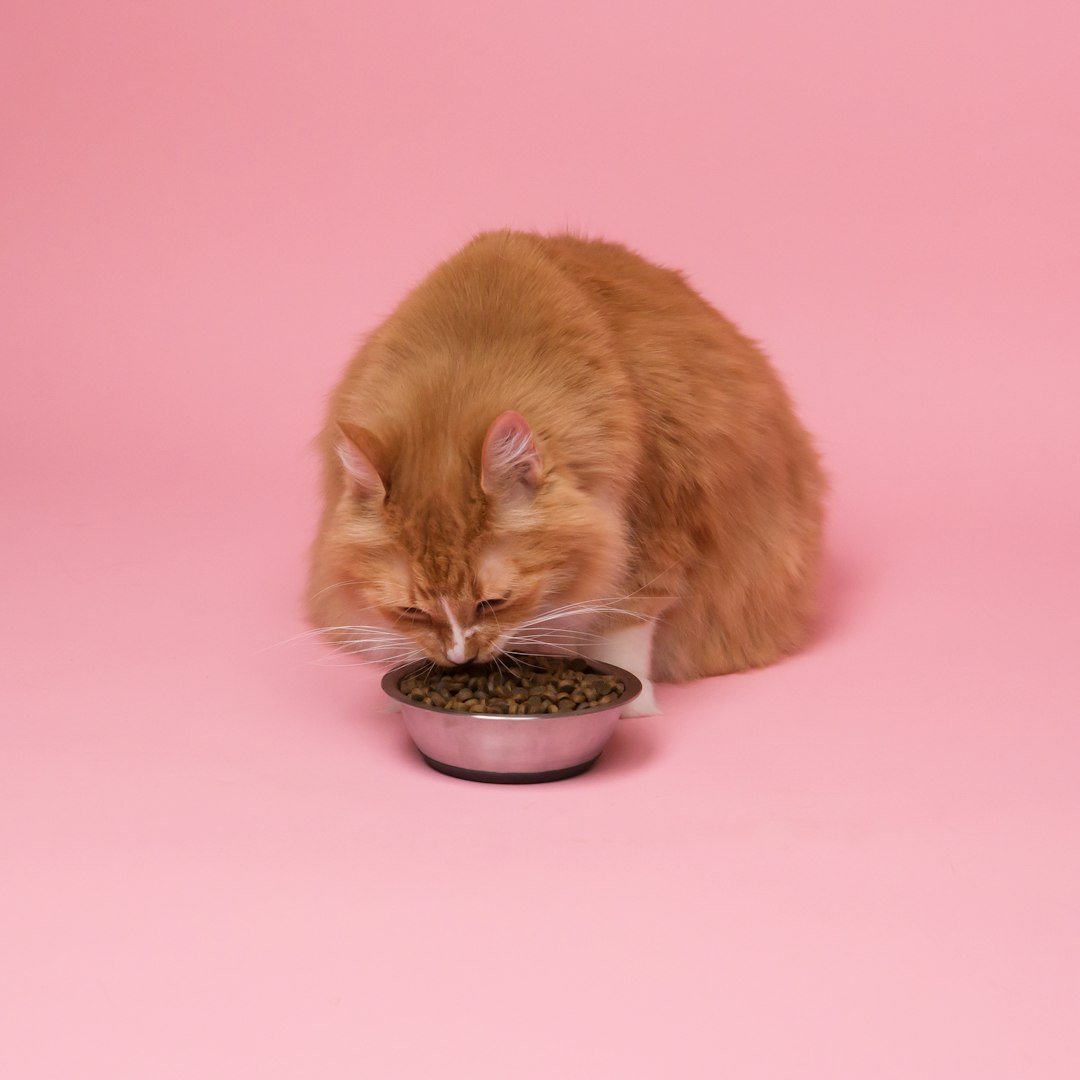 Feeding Your Feline: Nutrition Basics for Beginners (image credits: unsplash)