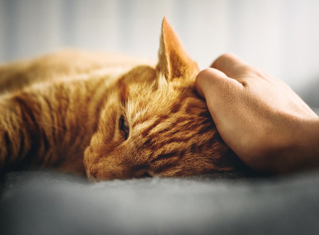 Understanding Cat Health: Warning Signs Every Owner Should Know (image credits: unsplash)