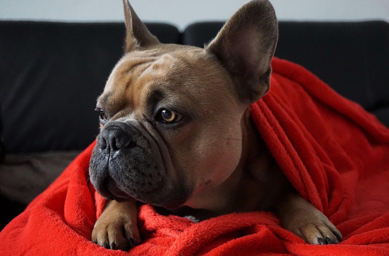 French Bulldogs: Your Chill Perfectionist Partner (image credits: pixabay)