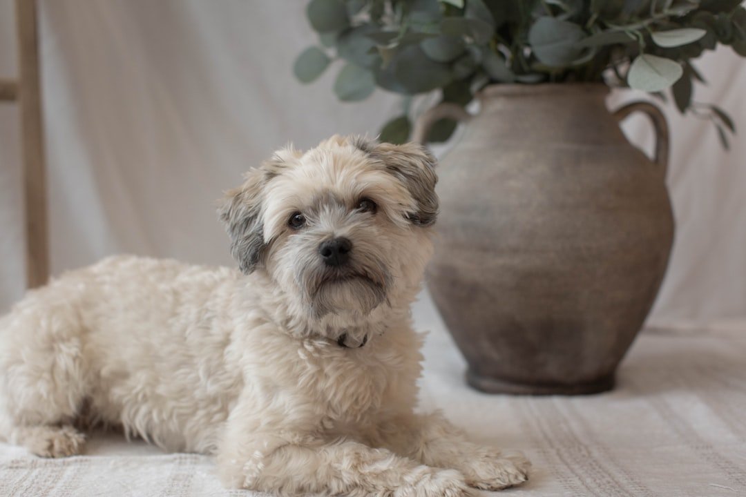 Havanese: The Cheerful Cuban Charmer (image credits: unsplash)