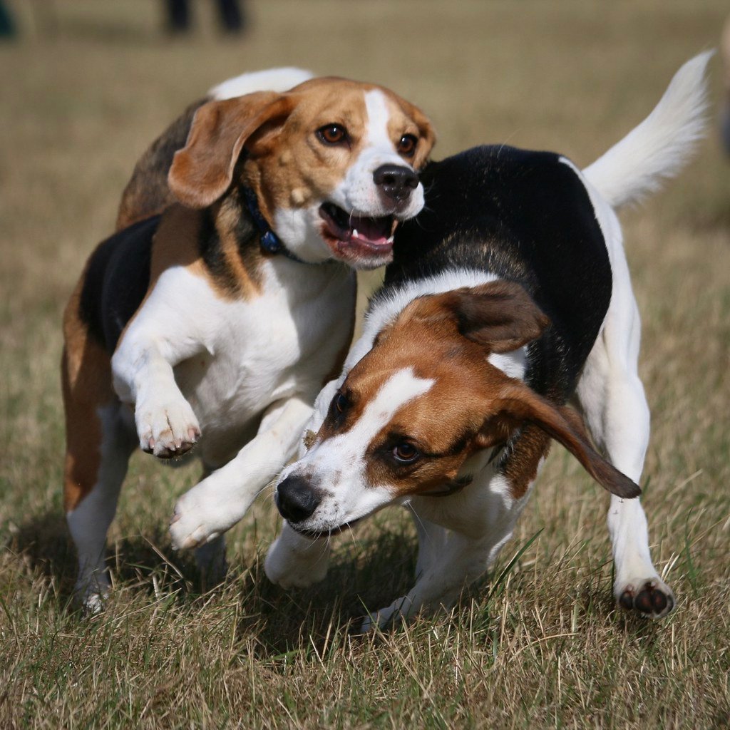 Beagle: The Gentle Wanderer (image credits: flickr)