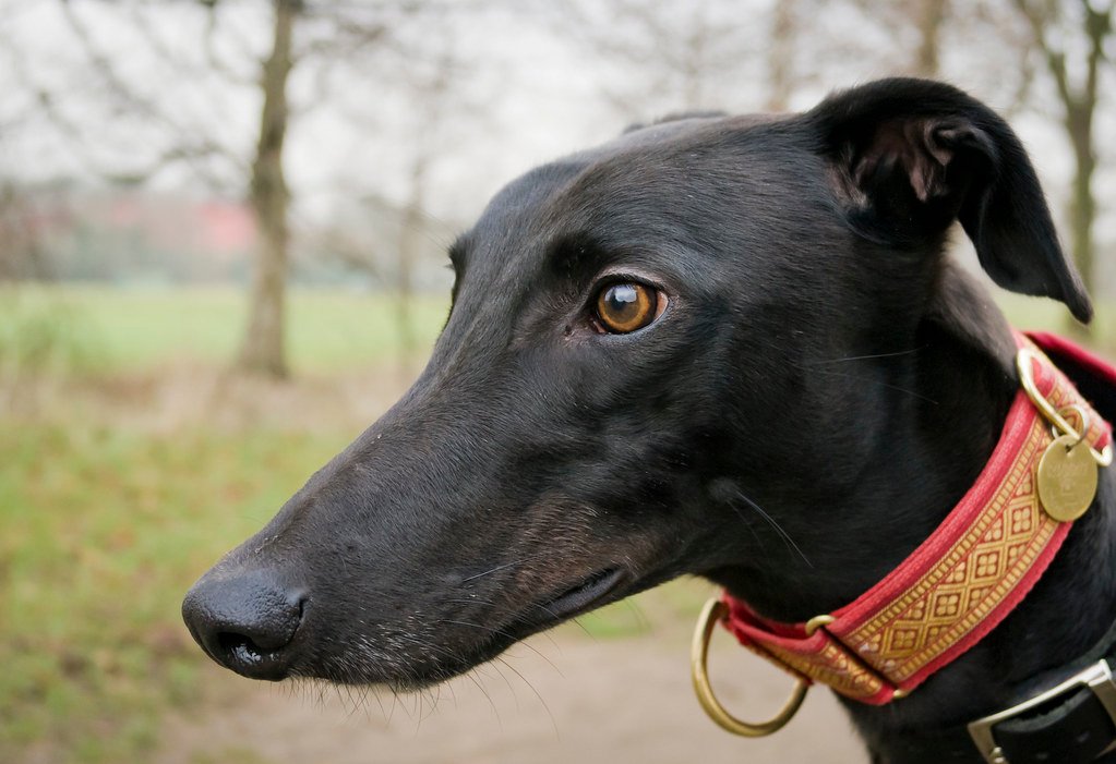 Greyhound: The Gentle Giant (image credits: flickr)