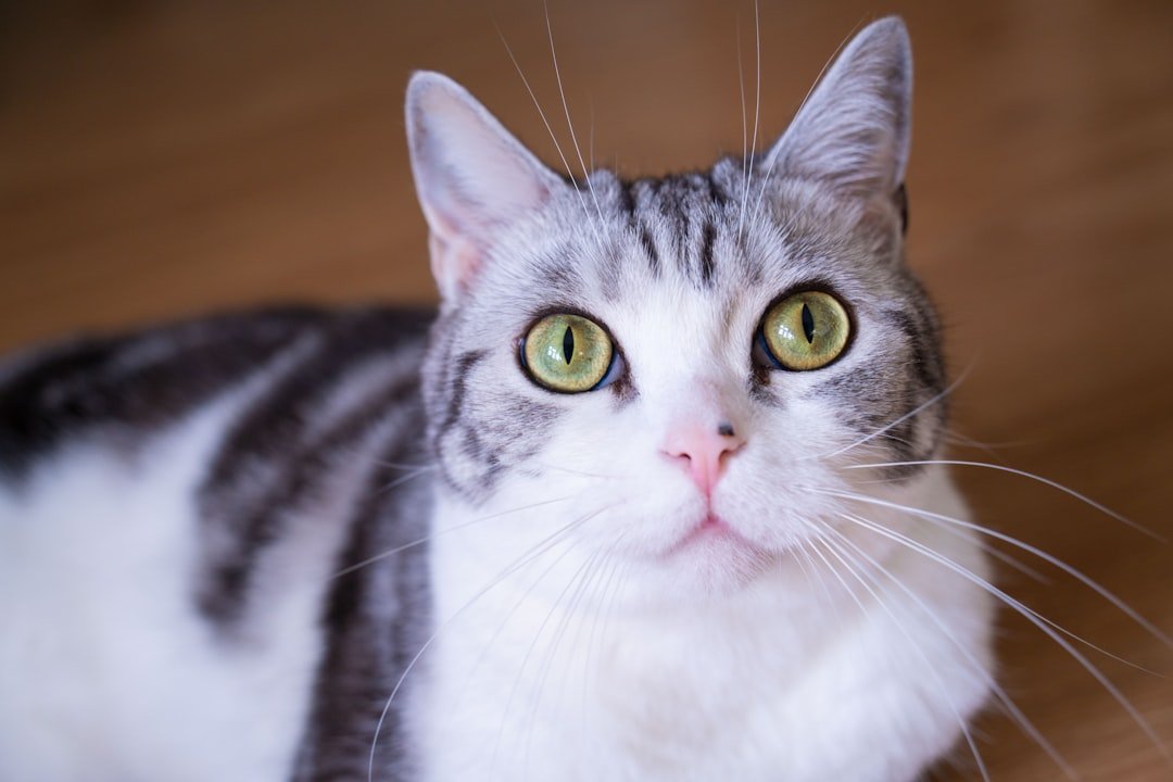 American Shorthair: The Confident Independent Who Gets Things Done (image credits: unsplash)