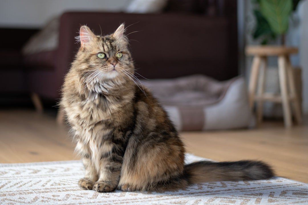 Maine Coon: The Gentle Giant with Leadership Qualities (image credits: unsplash)
