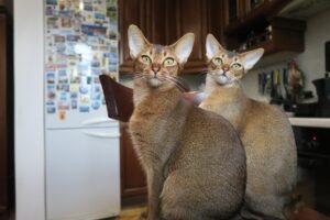 The 5 Most Compatible Cat Breeds For Those With Zodiac Sign Aries