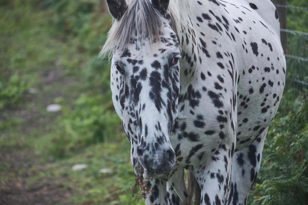 Appaloosa: The Gentle Learner (image credits: unsplash)