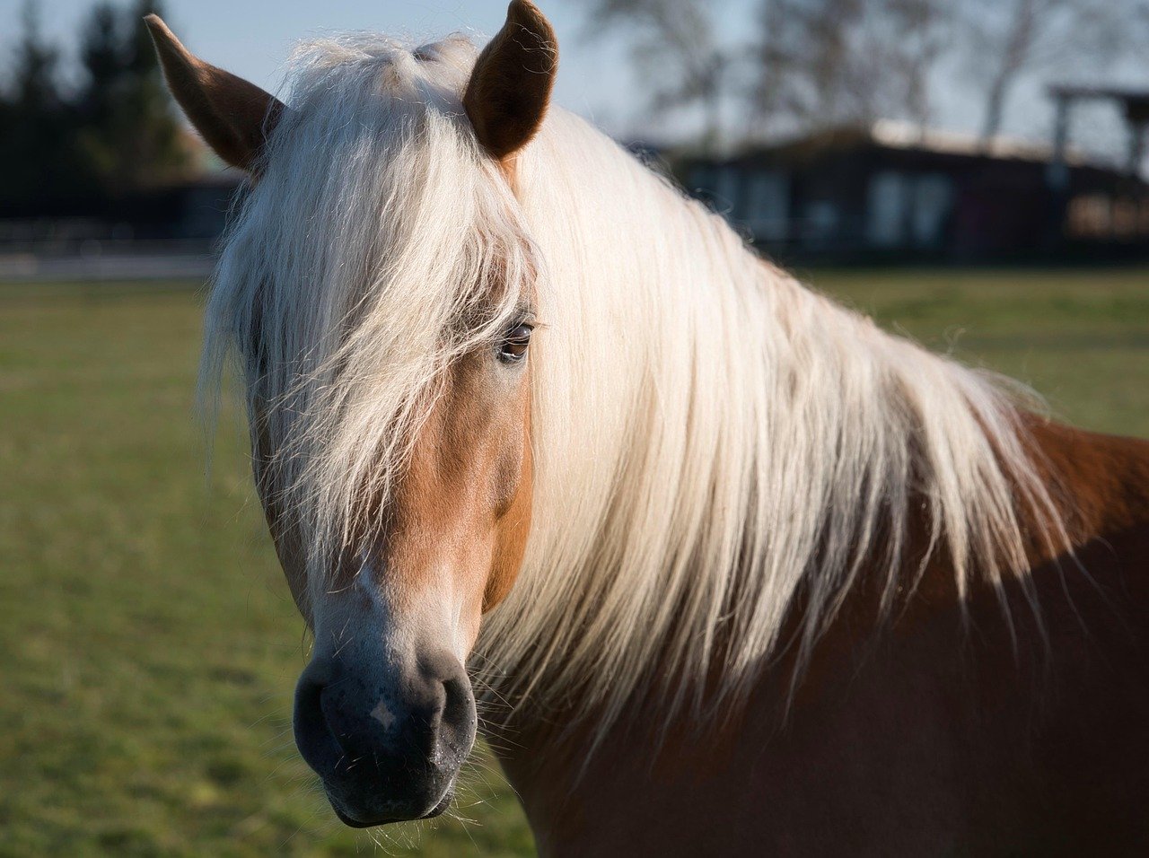 Haflinger: The Golden Sweetheart (image credits: pixabay)