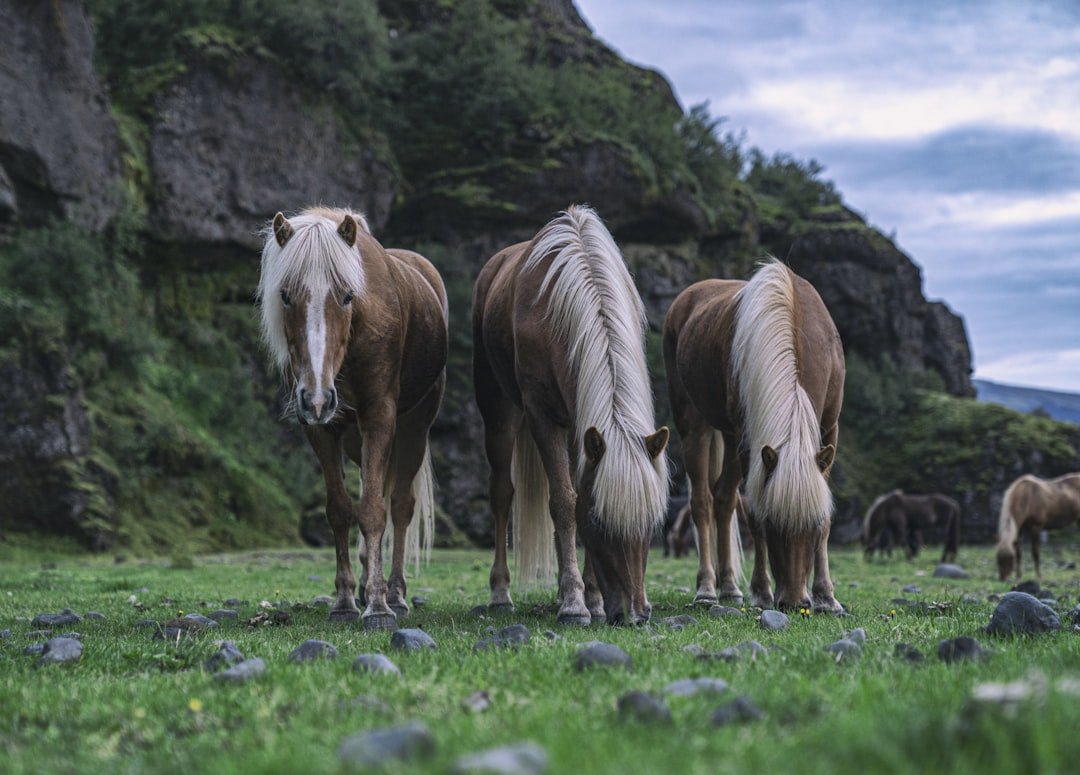 Icelandic Horse: Small But Mighty (image credits: unsplash)