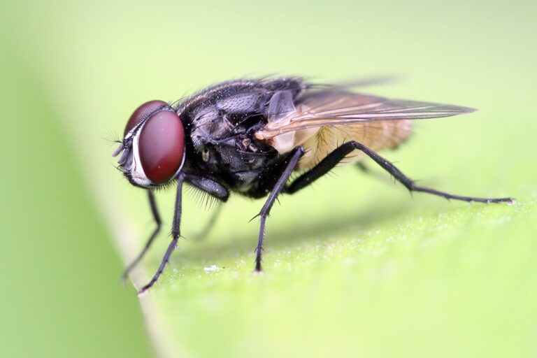 Model organism databases face budget cuts and closures