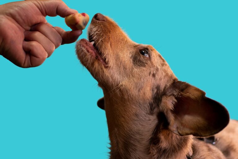 Dog Treats and Freeze-Dried Dog Food