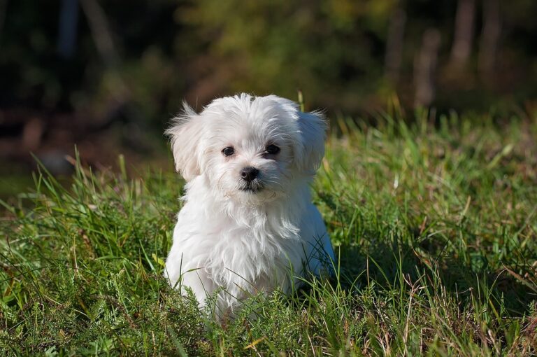 Maltese - The Perfect Lap Dog