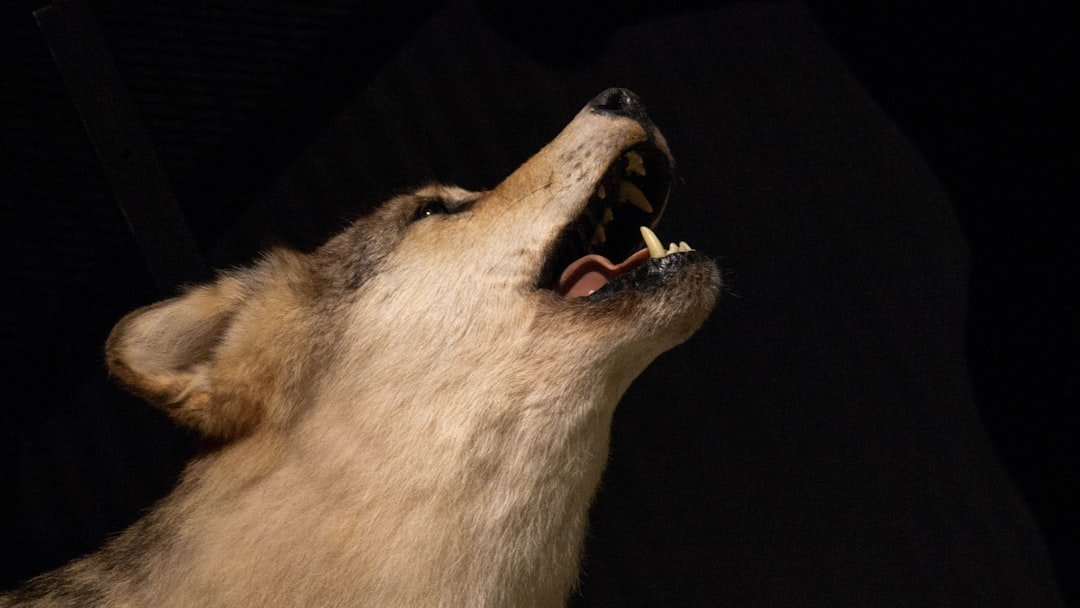 Siberian Huskies - The Vocal Prima Donnas (image credits: unsplash)