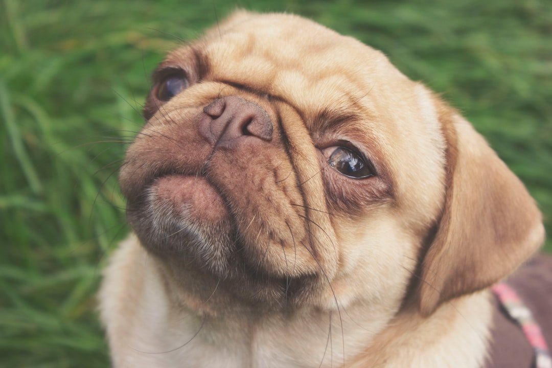 Pugs - The Wrinkled Drama Queens (image credits: unsplash)