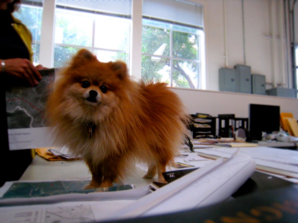 Pomeranians - The Tiny Tyrants of Attention (image credits: flickr)