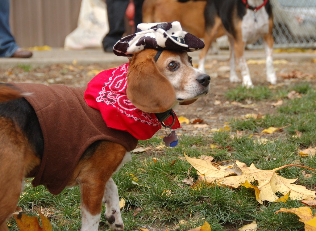 Beagles - The Melodious Protesters (image credits: flickr)