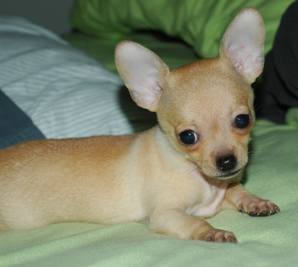 Chihuahuas - The Pocket-Sized Powerhouses (image credits: flickr)
