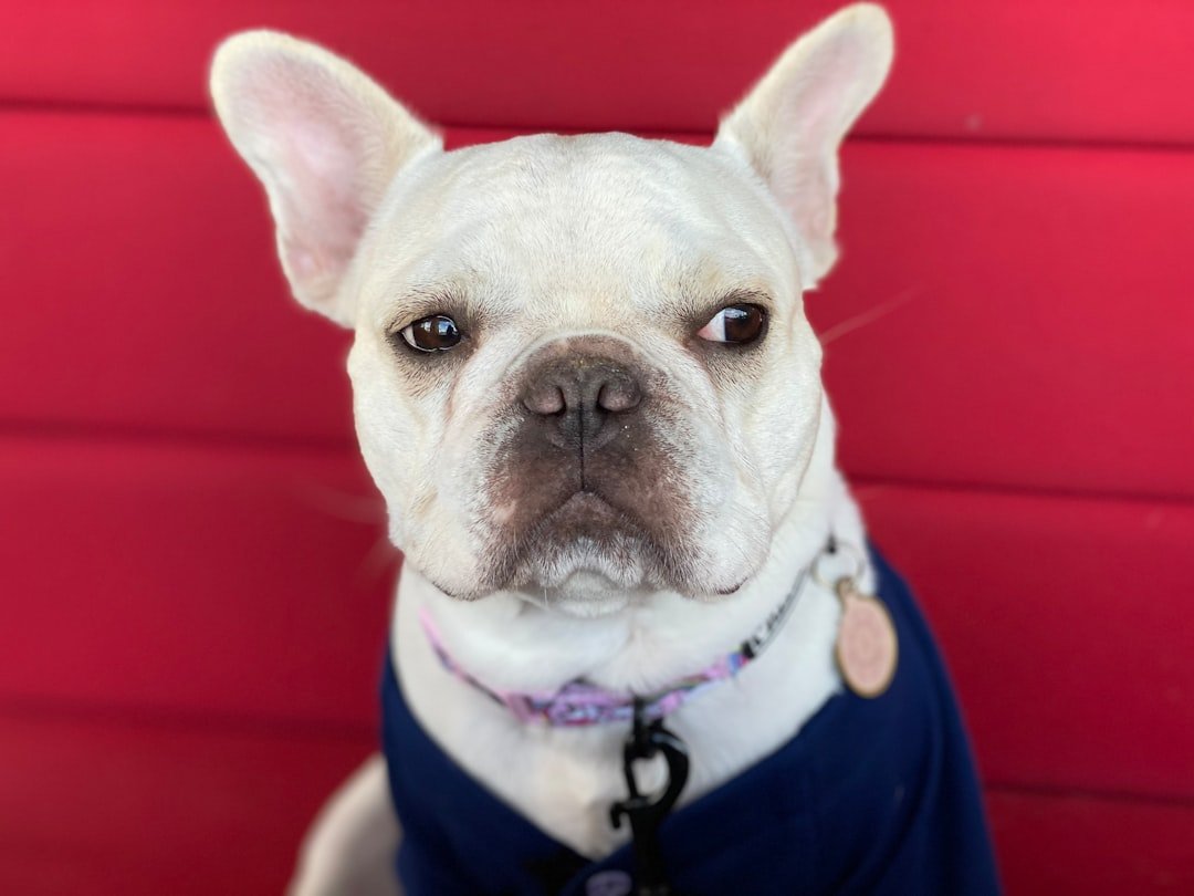 French Bulldogs - The Expressive Comedians (image credits: unsplash)