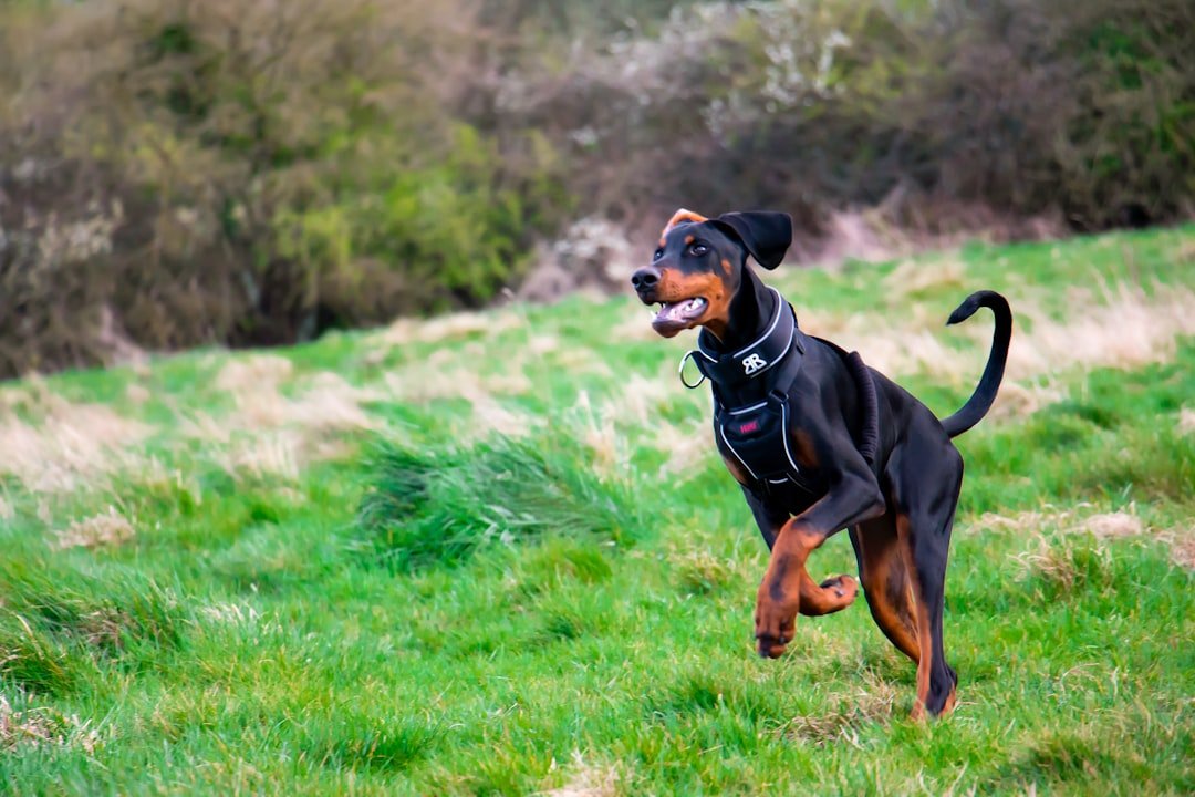 Doberman Pinschers: The Sleek Sentries (image credits: unsplash)