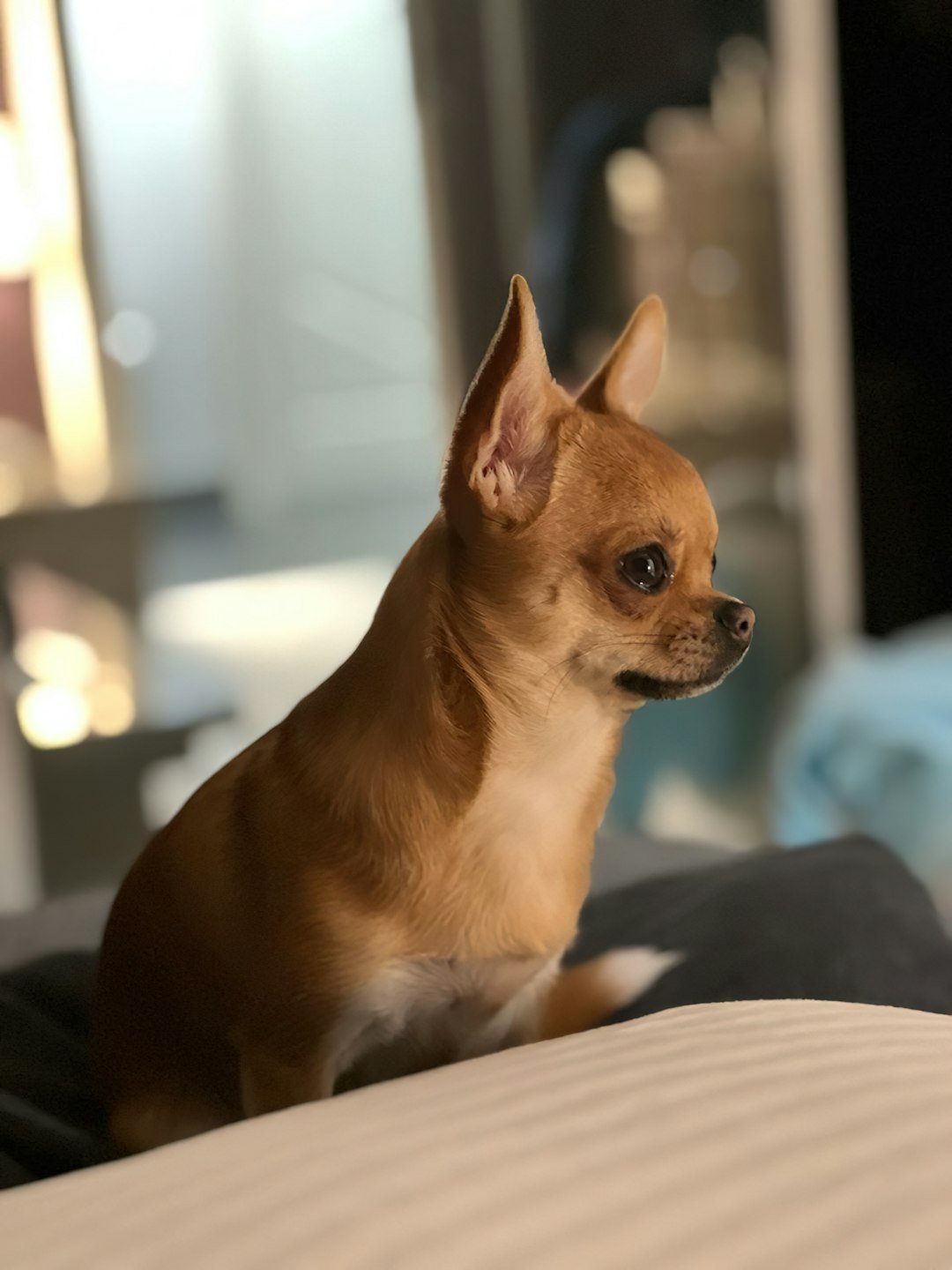 Chihuahuas: The Tiny Tyrants (image credits: unsplash)