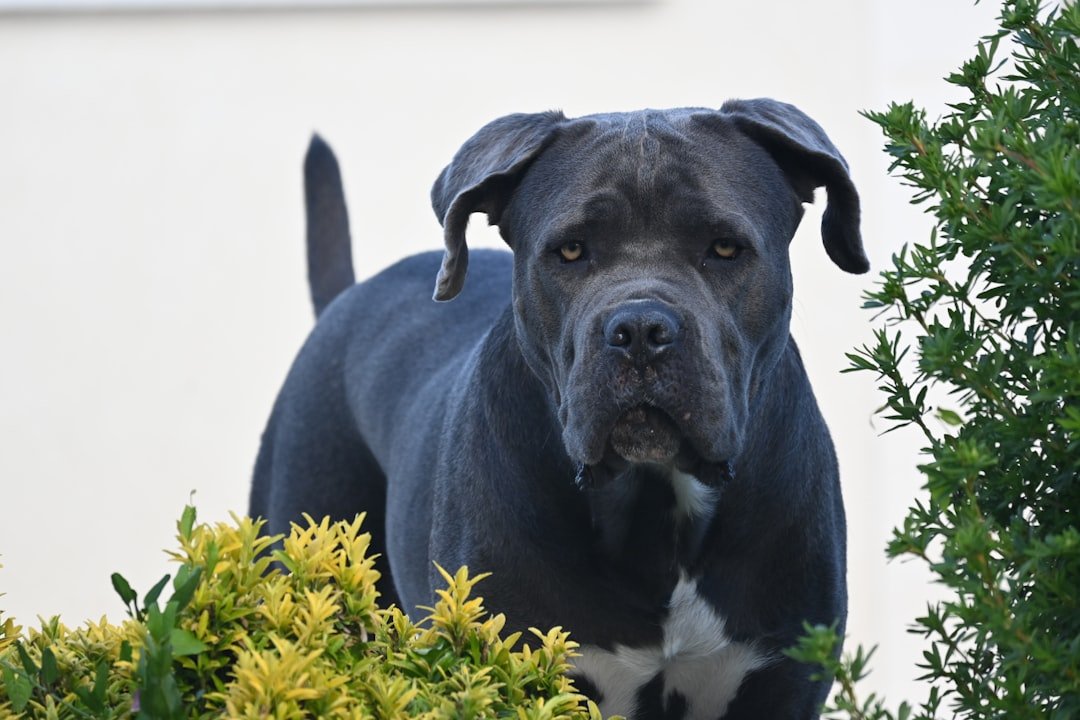 Cane Corso: The Ancient Roman Bodyguards (image credits: unsplash)