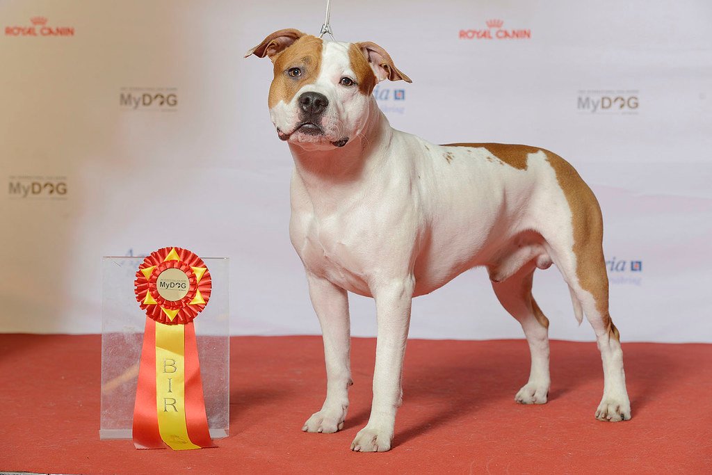 American Staffordshire Terriers: The Misunderstood Guardians (image credits: flickr)