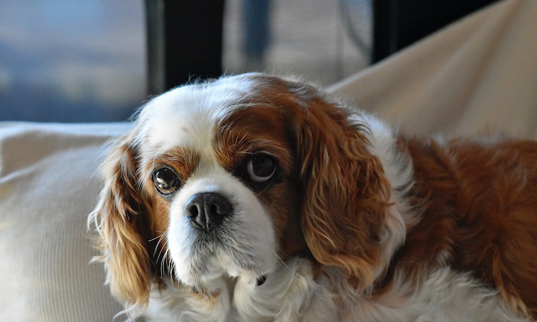 Cancer: The Nurturing Cavalier King Charles Spaniel (image credits: unsplash)