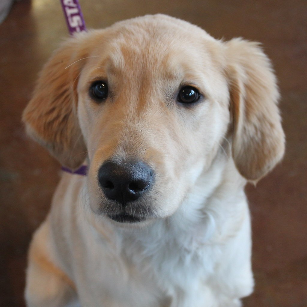 Libra: The Social Golden Retriever (Miniature Version) (image credits: flickr)