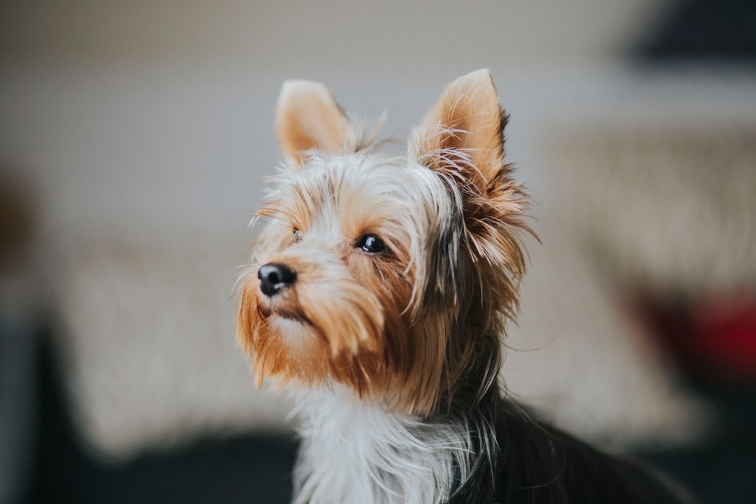 Scorpio: The Mysterious Yorkshire Terrier (image credits: unsplash)