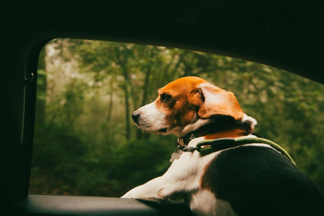 Sagittarius: The Adventurous Beagle (image credits: unsplash)