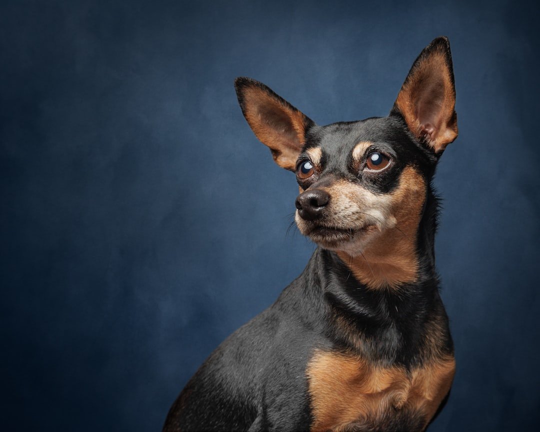 Capricorn: The Determined Miniature Pinscher (image credits: unsplash)