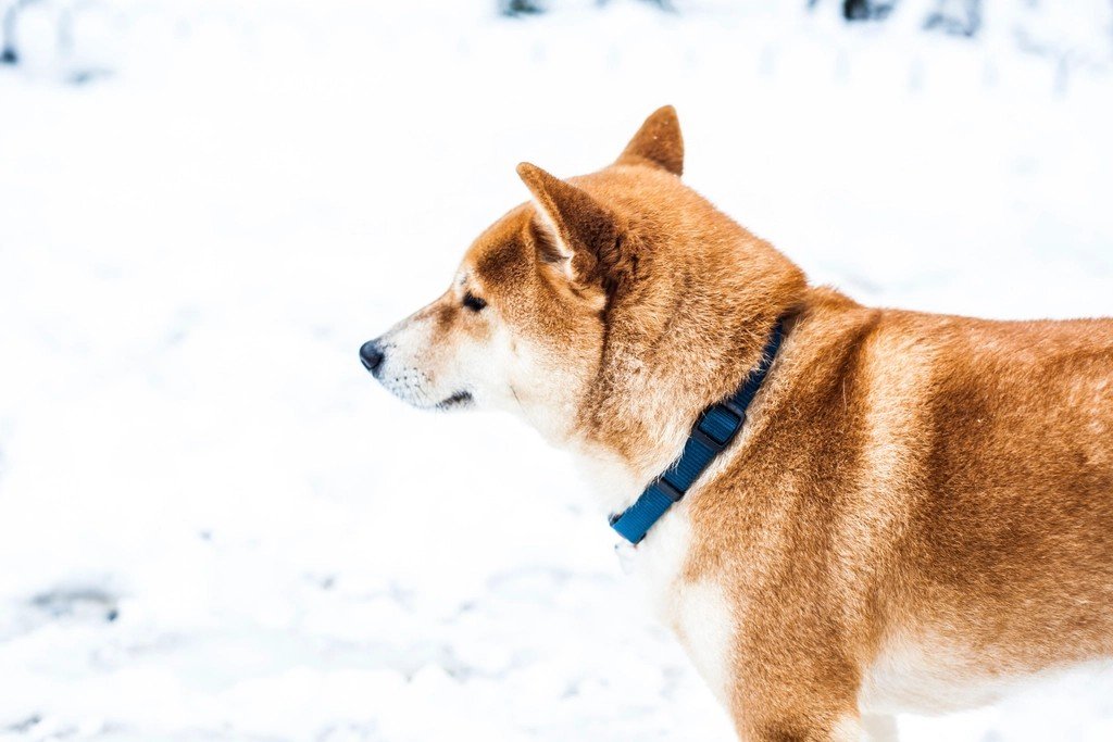 Aquarius: The Independent Shiba Inu (Small Version) (image credits: rawpixel)