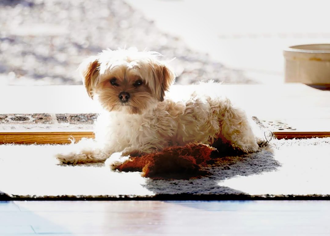 Pisces: The Gentle Havanese (image credits: unsplash)