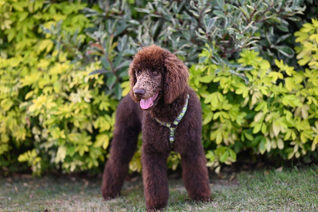 The Intelligent Companion: Standard Poodle (image credits: pixabay)