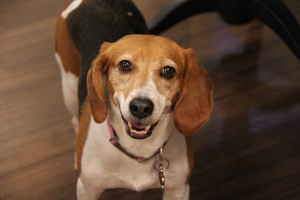 The Serene Senior: Adopting an Older Dog (image credits: flickr)